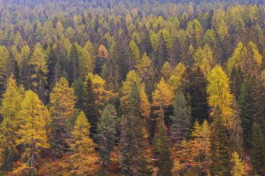 Dolomites, yamaca puslu çam ormanı