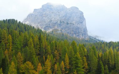 Dolomites, yamaca puslu çam ormanı