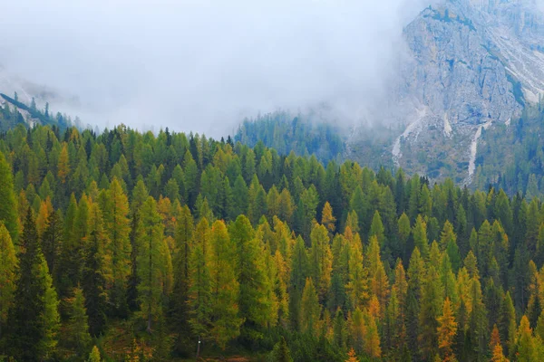 Misty πευκοδάσος στην πλαγιά του λόφου σε Δολομίτες — Φωτογραφία Αρχείου