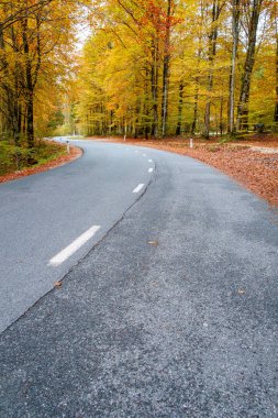 Orman yolu Bohinj Gölü yakınındaki güzel sonbahar renkleri sarma