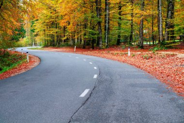 Orman yolu Bohinj Gölü yakınındaki güzel sonbahar renkleri sarma