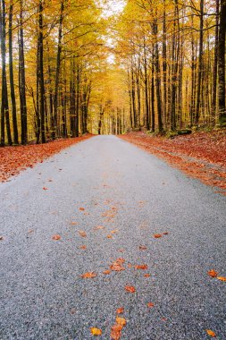 Orman yolu Bohinj Gölü yakınındaki güzel sonbahar renkleri sarma