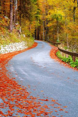 Orman yolu Bohinj Gölü yakınındaki güzel sonbahar renkleri sarma