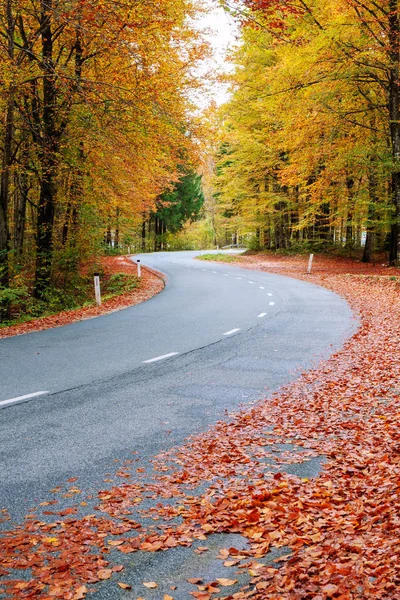 Sinuoso camino forestal en hermosos colores de otoño cerca del lago Bohinj —  Fotos de Stock