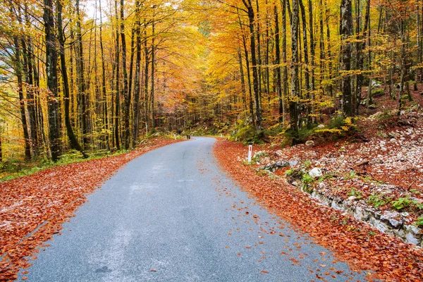 Klikaté lesní cesta v krásných podzimních barvách nedaleko Bohinjského jezera — Stock fotografie