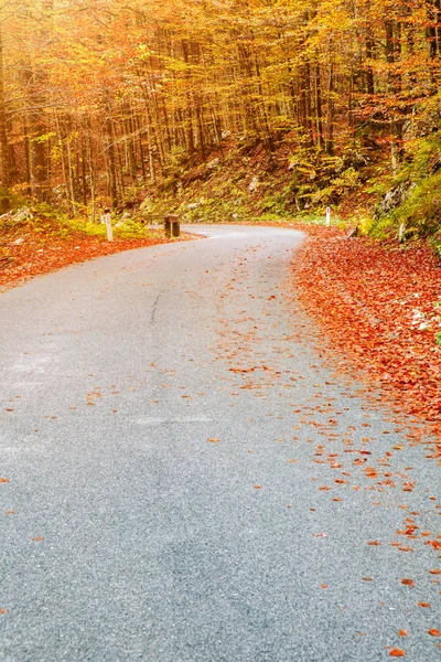 Klikaté lesní cesta v krásných podzimních barvách nedaleko Bohinjského jezera — Stock fotografie