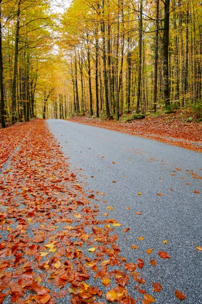 Sinuoso camino forestal en hermosos colores de otoño cerca del lago Bohinj —  Fotos de Stock