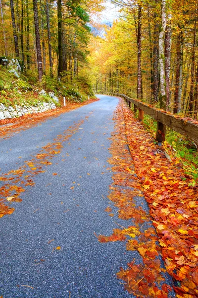 Sinuoso camino forestal en hermosos colores de otoño cerca del lago Bohinj —  Fotos de Stock