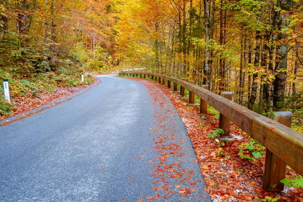 Sinuoso camino forestal en hermosos colores de otoño cerca del lago Bohinj —  Fotos de Stock