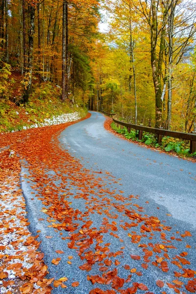 Sinuoso camino forestal en hermosos colores de otoño cerca del lago Bohinj —  Fotos de Stock