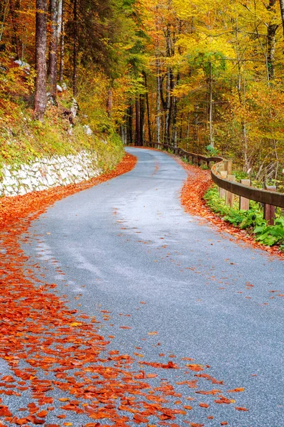 Sinuoso camino forestal en hermosos colores de otoño cerca del lago Bohinj —  Fotos de Stock