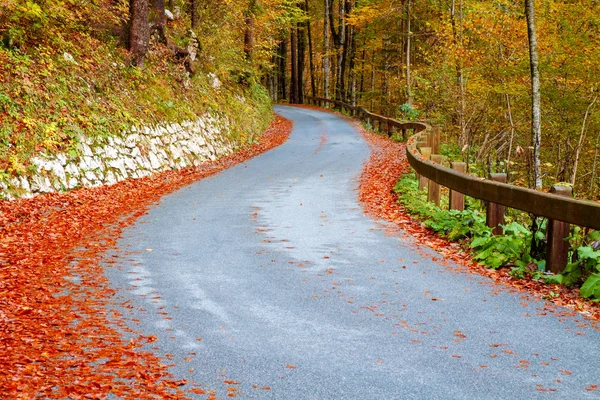 Sinuoso camino forestal en hermosos colores de otoño cerca del lago Bohinj —  Fotos de Stock