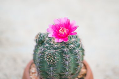 Kaktüs ve çiçek tencerede kapalı