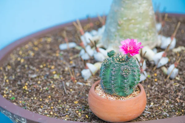 Cactus e fiore in vaso — Foto Stock