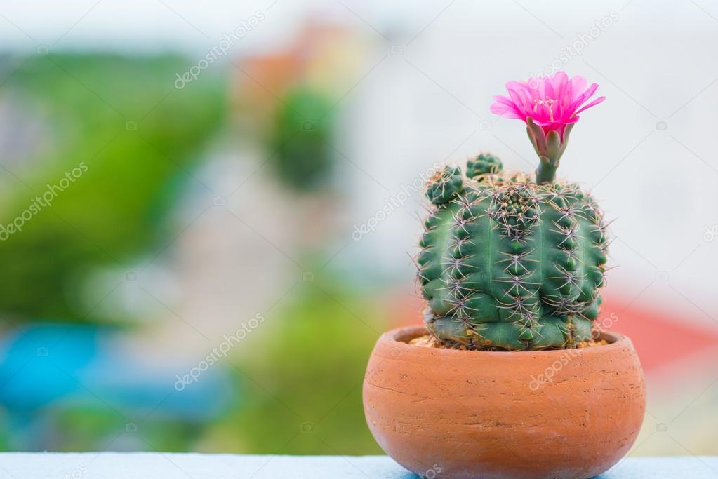 Closed up flower of cactus