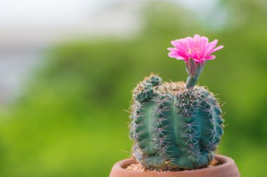 Kaktüs ve çiçek tencerede kapalı