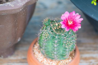 Kaktüs ve çiçek tencerede kapalı