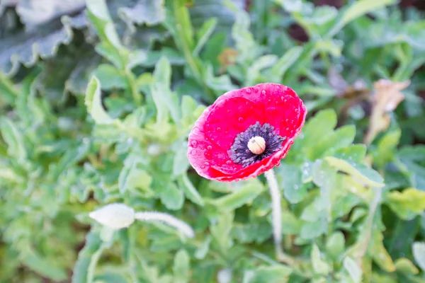 Fleur de pavot rouge sur vert — Photo