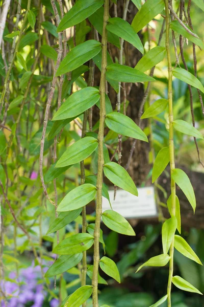 Geschlossene Orchideenblätter hängen am Baum — Stockfoto