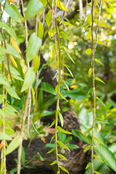 Geschlossene Orchideenblätter hängen am Baum — Stockfoto