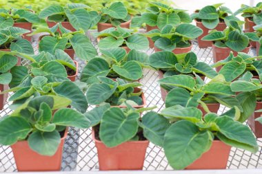 Küçük bitki çiçek tencerede kadar kapalı