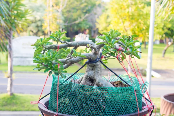 Бонсайське дерево в саду — стокове фото