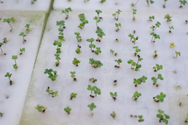 Closed up baby lettuce in Hydroponic farm — Stock Photo, Image