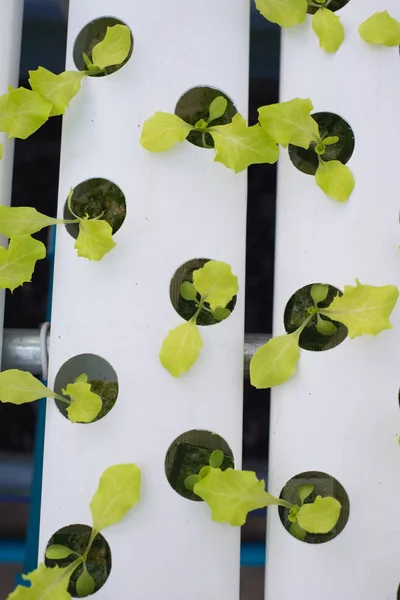 Hydroponic  lettuce farm in green house — Stock Photo, Image