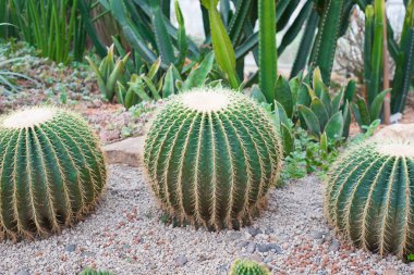 Altın varil kaktüs veya Echinocactus grusoni