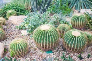 Altın varil kaktüs veya Echinocactus grusoni 