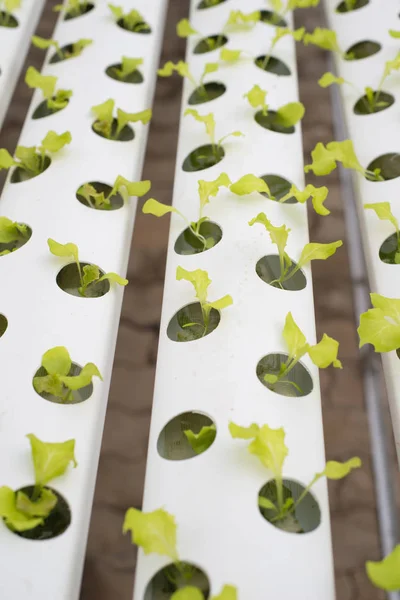 Hydroponic lettuce farm in green house — Stock Photo, Image