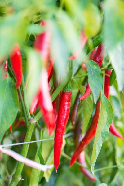 Red chili peppers on the tree in garden. — Stock Photo, Image