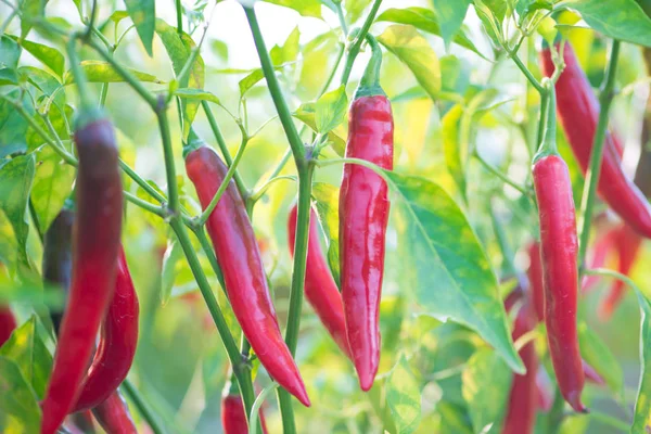 Red chili peppers on the tree in garden. — Stock Photo, Image