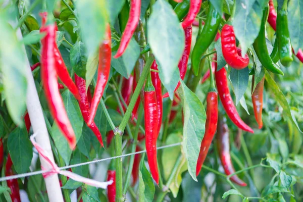 Červené chilli papričky na stromě v zahradě. Royalty Free Stock Obrázky