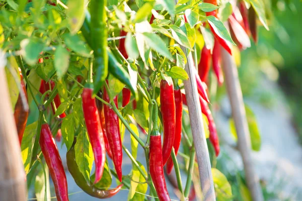 Červené chilli papričky na stromě v zahradě. Stock Snímky