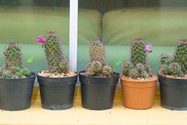 Pembe çiçek kaktüs kadar kapalı