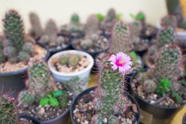 Pembe çiçek kaktüs kadar kapalı