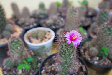 Pembe çiçek kaktüs kadar kapalı