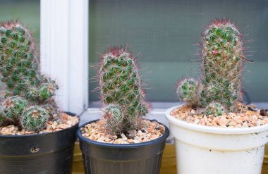 Kaktüs kadar kapalı