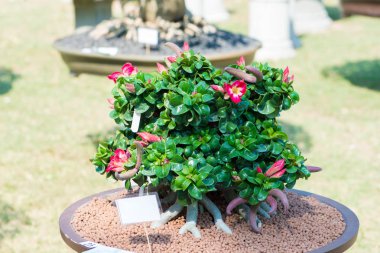 Adenium ağaç veya çöl çiçek tencereye gül