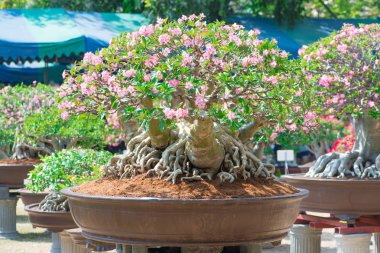 Adenium ağaç veya çöl çiçek tencereye gül