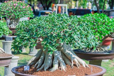 Adenium ağaç veya çöl çiçek tencereye gül