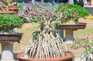 Adenium ağaç veya çöl çiçek tencereye gül