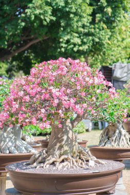 Saksıyı bonsai tarzı Adenium ağaç veya çöl gül