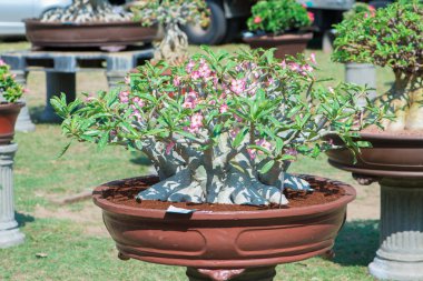 Saksıyı bonsai tarzı Adenium ağaç veya çöl gül