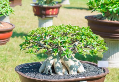 Saksıyı bonsai tarzı Adenium ağaç veya çöl gül