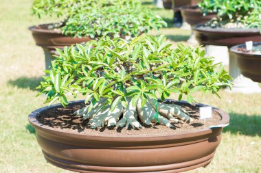 Adenium ağaç veya çiçek tencerede gül tatlısı kadar kapalı