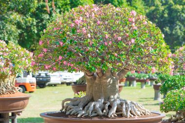 Adenium ağaç veya çiçek tencerede gül tatlısı kadar kapalı