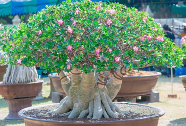 Bonsai stil Adenium ağaç veya çiçek tencerede çöl gülü