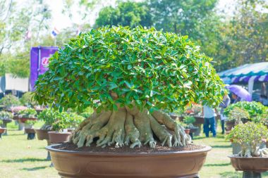 Adenium ağaç veya çöl çiçek tencereye gül